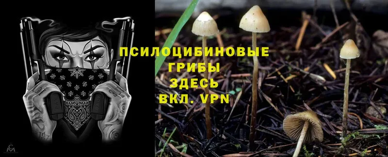 mega как войти  Изобильный  Галлюциногенные грибы Psilocybine cubensis 